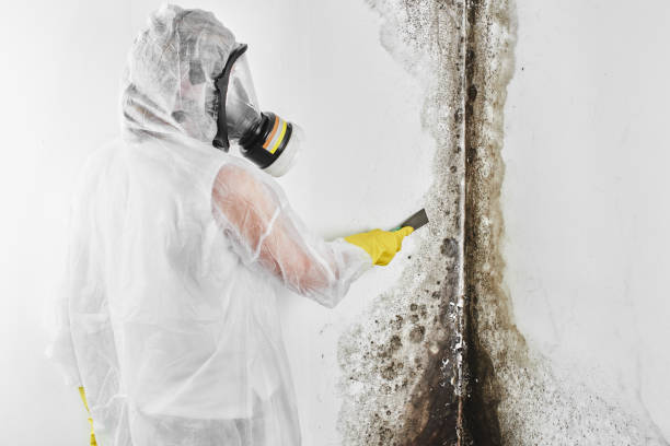 Best Mold Damage Repair  in Clarksburg, WV