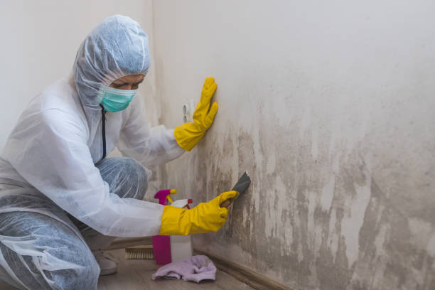 Best Best Mold Removal Companies  in Clarksburg, WV