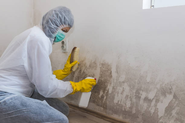 Best Commercial Mold Removal  in Clarksburg, WV