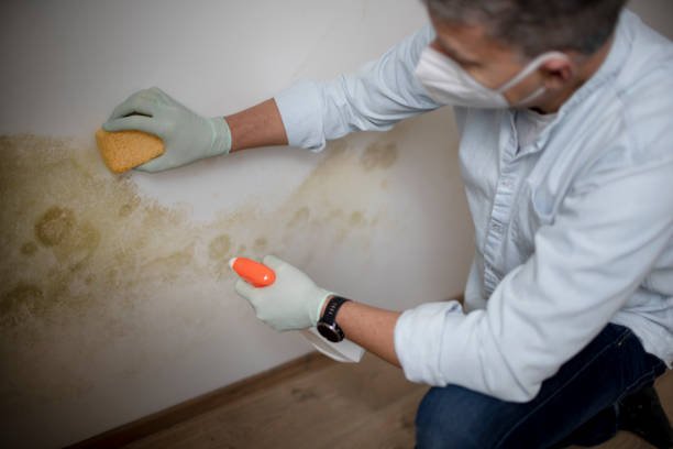 Best Mold Inspection  in Clarksburg, WV
