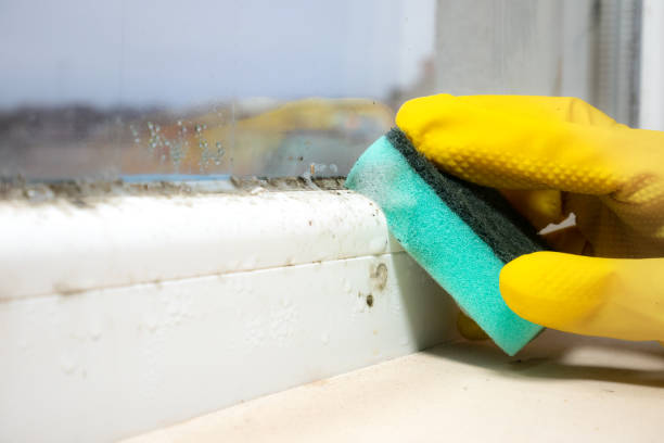 Best Mold Remediation  in Clarksburg, WV