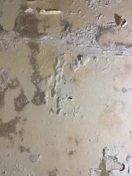 Best Black Mold Removal  in Clarksburg, WV