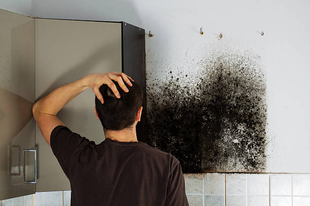 Best Residential Mold Removal  in Clarksburg, WV