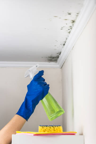 Best Toxic Mold Removal  in Clarksburg, WV