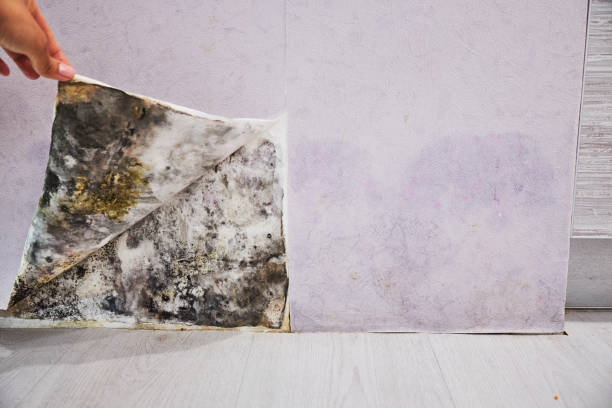 Best Mold Testing  in Clarksburg, WV